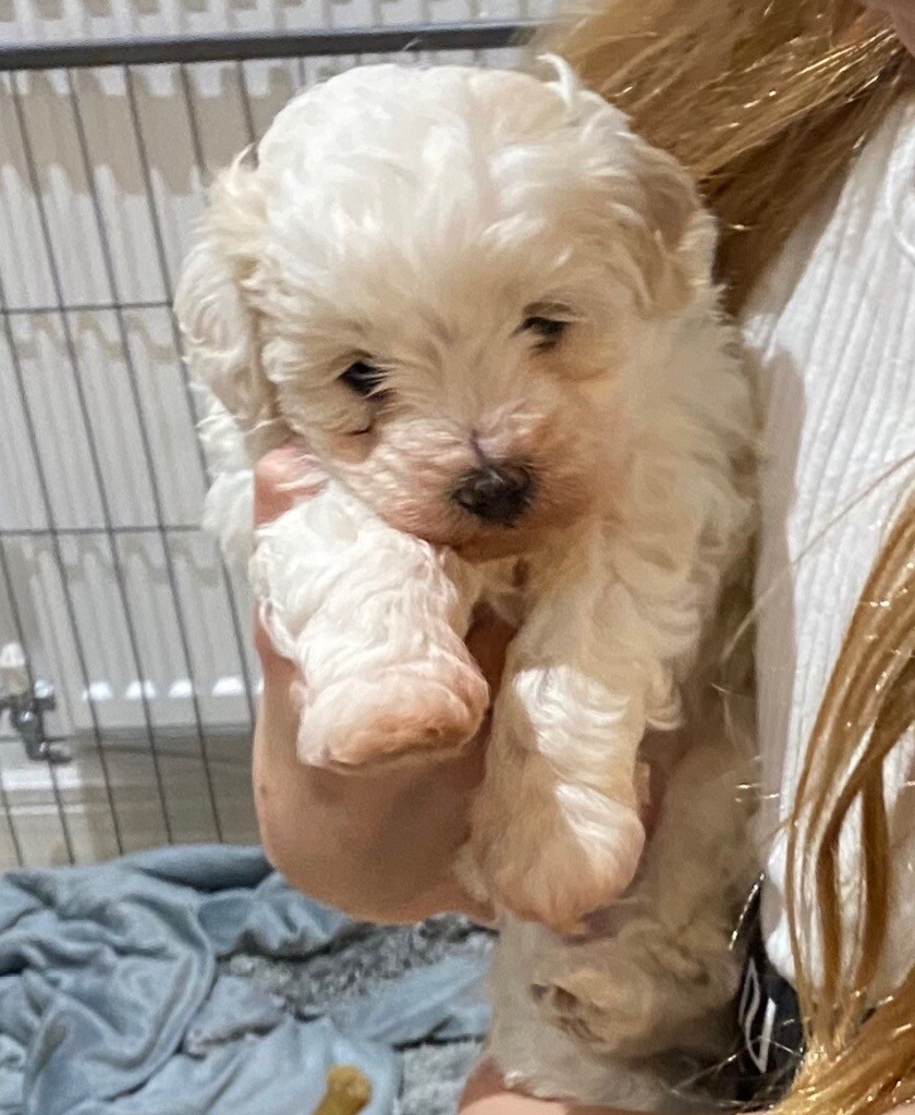 maltipoo gumtree
